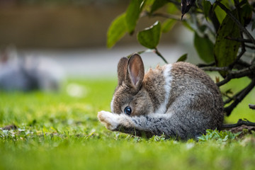 portrait of cute tiny brown rabbit with white chest hair sitting on the green grassy ground licking its back foot