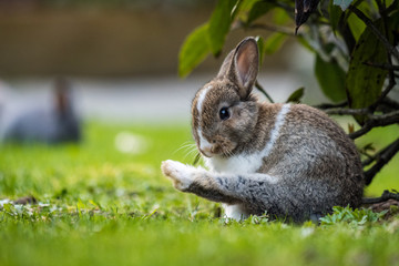 cute white chested bunny doing some yoga stretch on the grass