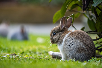 portrait of cute tiny brown rabbit with white chest hair sitting on the green grassy ground
