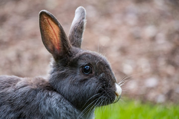 close up portrait of grey rabbit in the field