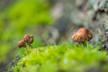 tiny mushrooms near the tree roots in the shade