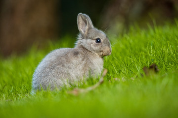 side portrait of cute grey bunny sitting on green grassy ground