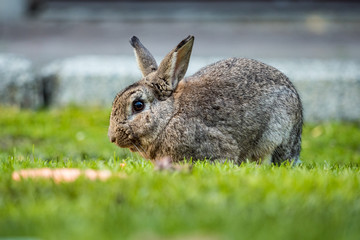 grey rabbit eating grass near the park