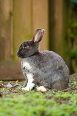white chested rabbit resting on grassy ground