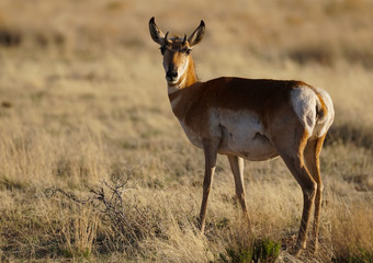 Naklejka na ściany i meble A Pregnant Pronghorn in the Afternoon Light