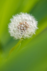 dandelion with creaming green foreground 