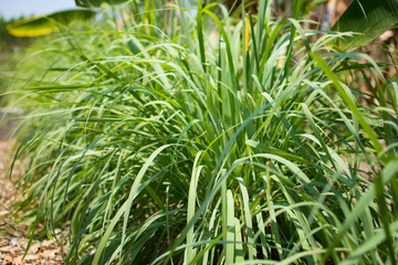 Lemongrass or Lapine or West Indian were planted on the ground. It is a shrub, its leaves are long...