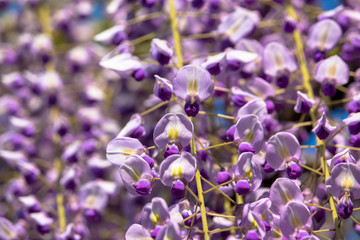 Wisteria of Ushijima in Kasukabe city. Saitama, Japan