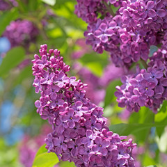 Obraz premium Flieder, Syringa