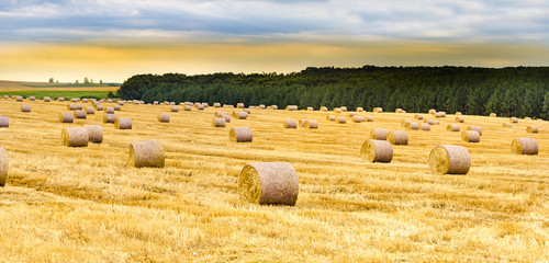 Panorama of Straw bales on farmland at sunset
