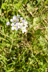 Top view of the flower plants (Cardamine pratensis).