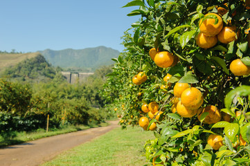 Thailand Orange garden, summer background