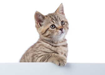 Cat kitten peeking out of blank sign, isolated on white background