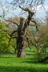 Fototapeta na wymiar Old Tree