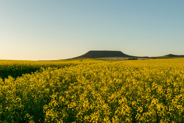 Fototapeta premium Canola field with hill in the background