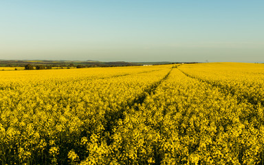 Obraz premium Canola field with tractor marks