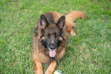 Long coat red and black German shepherd dog outdoors