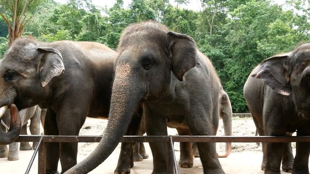 4K footage. group of Asian elephant in the zoo