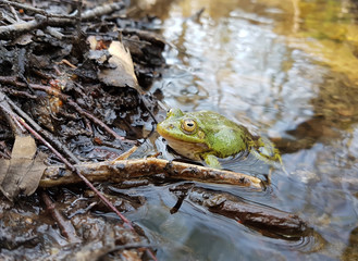 Green frog in a water in spring forest