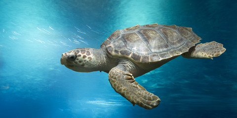 Loggerhead turtle, Caretta caretta, in open water