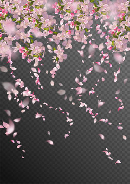Spring Cherry Blossom