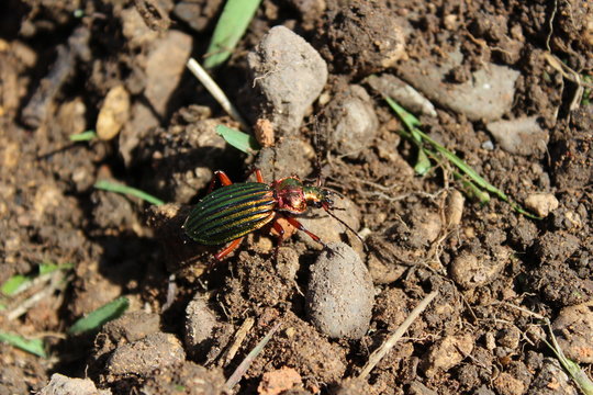 Carabe &agrave; reflet cuivr&eacute; (Carabus auronitens)