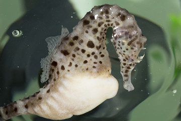 Close up shot of a seahorse, Hippocampus abdominalis.