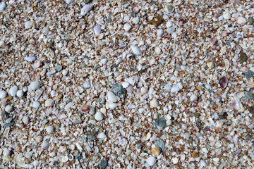 From above pebble and assortment of conches and shells texture background. 