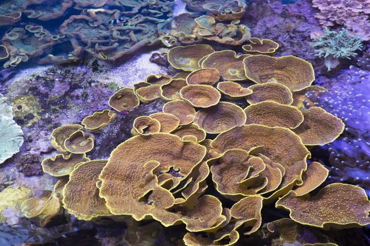 Coral, Turbinaria reniformis in shallow water