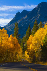 Fototapeta premium Fall Color in June Lake Loop Hwy 395