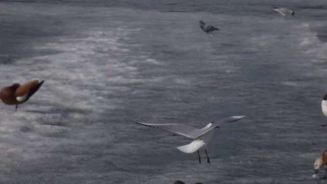 Hungry gull flying up to ruddy sheld duck, taking off piece of bread and flying away in extreme slow motion. Closeup shot of wild birds in natural habitat.
