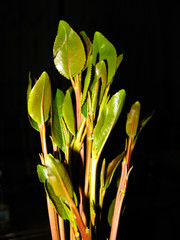 Close-up view of qat aka chat plant, local stimulant leaves, Yemen