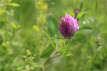 Wiese mit Kleeblüte