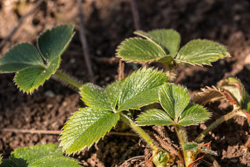 Green strawberry plant on the field