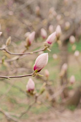 Amazing magnolia flowers in the spring season