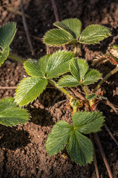 Green strawberry plant on the field