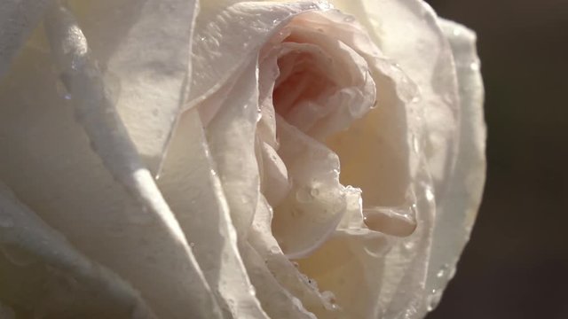 Sunny creamy shade rose with drops of water after heavy rain trembling on the wind. Extreme close up shot of romantic flower in the garden in sunny day. Shooting with high-speed camera.
