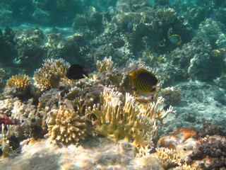 barriera corallina e coralli © paolo