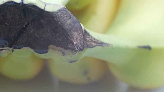 A bunch of bananas in a yellow peel on a white background macro view close up