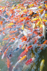 Obraz na płótnie Canvas feeding carp/koi fish in pond.Koi or more specifically nishikigoi are colored varieties of Amur carp (Cyprinus rubrofuscus)