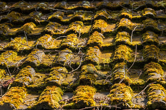 Mossy roof of a hovel in the garden