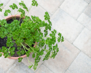 Curly parsley in a container garden. Herb garden on stone patio. 