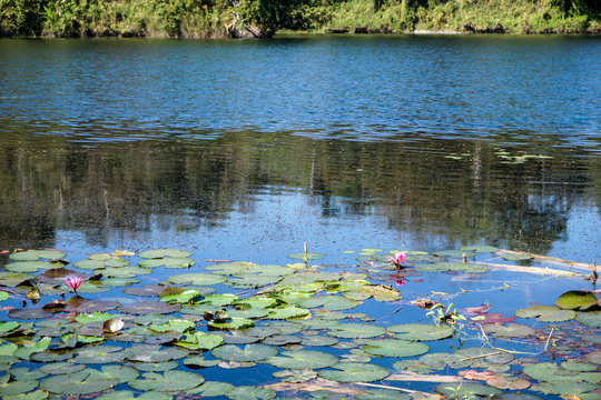 water lily floating on boga lake bandarban bangladesh