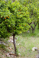 junger Orangenbaum mit Früchten in einer Plantage