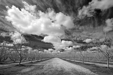 Black and white image of Billowy clouds and walnut orchard, Central Valley, California 