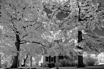 Mystery house hidden by large trees . Image in Infrared which renders green leaves white