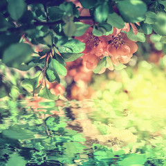 Obrazy na Szkle  Piękne Chaenomeles japonica Japońska pigwa kwitnąca kwiat kwiat, odbicie wody, światło. Szablon karty z pozdrowieniami. Delikatny stonowany vintage. Natura wiosna kwadratowe tło