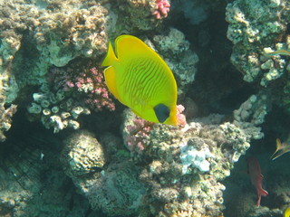 pesce farfalla
