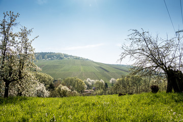 Vineyards and blooming trees near the village