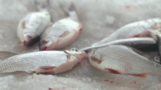 Caught fish trembling in ice on winter fishing. Live fish catching in hole